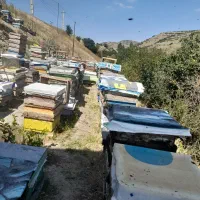 زنبور عسل