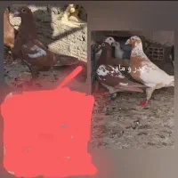 مولیمنز نر