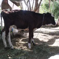 گوساله ماده فروشی
