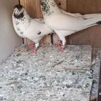 کفتر|پرنده|بندرعباس, |دیوار