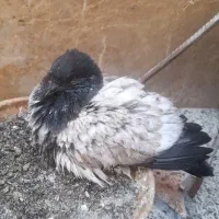 کفتر.