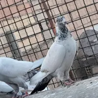 کفتر پاکستانی|پرنده|تهران, شهرک ابوذر|دیوار