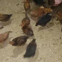 40تا جوجه مرغ سه ماهه