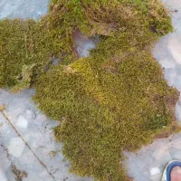 خزه تزئیناتی تازه