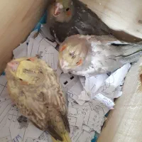 عروس هلندی، یک ماهه