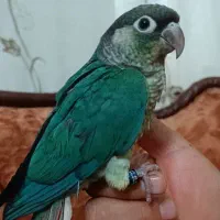 گرینچیک تراکویس آناناسی