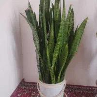 گل سانسوریا