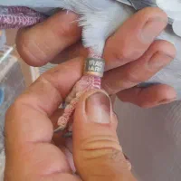 پلاکی