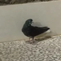 کبوتر