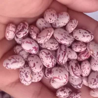 لوبیا چیتی درجه یک عالی