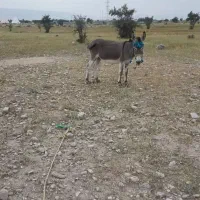 الاغ|حیوانات مزرعه|جناح, |دیوار