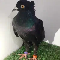 زاغ