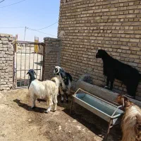 شیرکن و دوبر فروشی