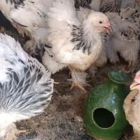 جوجه برهما مرغ گلین