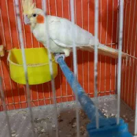 عروس لوتیتو چشم شرابی