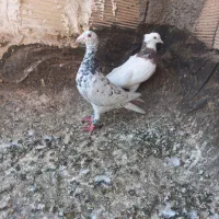 پرشی زدوخورد