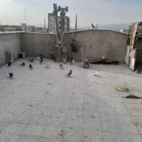 کفتر|پرنده|قرچک, شهرک گلها|دیوار