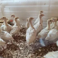 جوجه بوقلمون ۴۰۰ تا ۵۰۰ گرم  (بیوتی ۶)