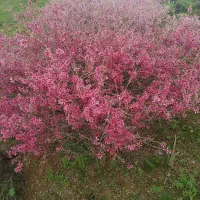 فروش حواله چانگان cs55