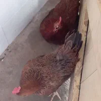 مرغ خروس