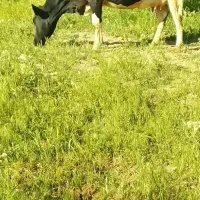 گاوشیری جوان با گوساله سیمنتال نر