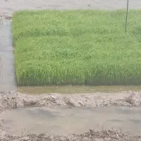 توم نشا اصلاح شده