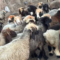 فروش ۲۰ راس میش بختیاری بره دار و ابستن