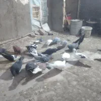 کفتر بمب