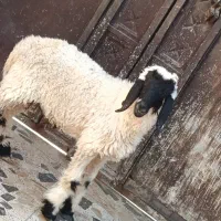 گوسفند نر جری