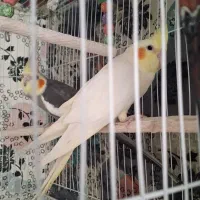 عروس هلندی نر وماده مولد به همراه 1 عدد جوجه