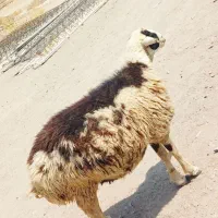 میش شیرازی ابستن