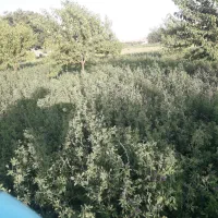 فروش دوهزاروپانصد متر زمین کشاورزی در  توچغاز