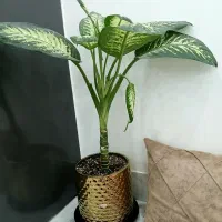 گل دیفن چغادک