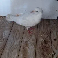 فروش یک عدد کبوتر