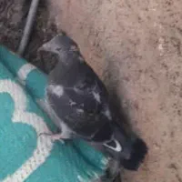 جوجه زرهی گم شده