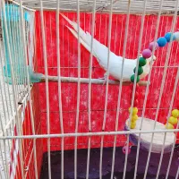 عروس هندی لیمویی نر