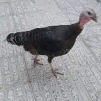 سهره قناری کبوترطوقی طوطی برزیلی جهت معاوضه