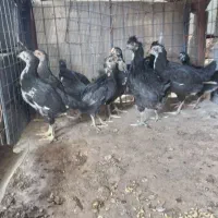 ۱۰ عدد جوجه گلین لری اصل