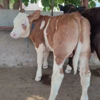 بزرگترین مجموعه گوساله