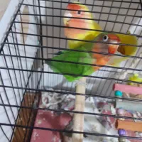 کوتوله برزیلی جفت