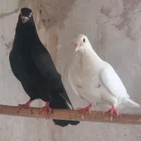 کبوتر