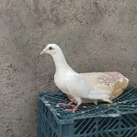 کاریر نر