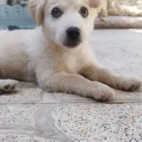 پت خانگی