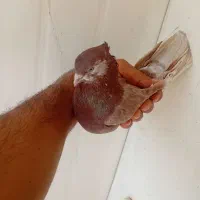 کبوترفروشی