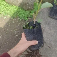 فروش نهال کیوی هایوارد