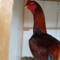پنج عدد خروس لاری