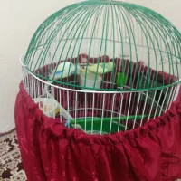 مرغ عشق