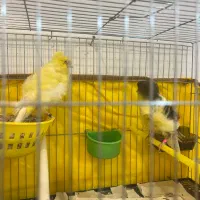 قناری فر اجی نر ماده جفت همراه جوجه