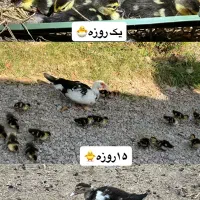 جوجه اردک اسرایلی دو رنگ