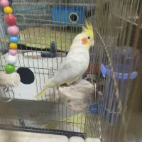 عروس هلندی